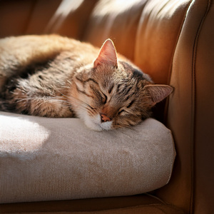 Modo Maullido Activado