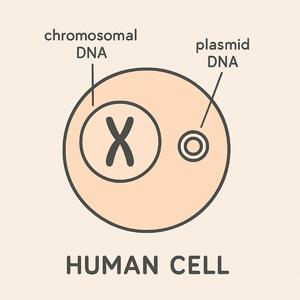 Follistatin (Dance Punk Version)