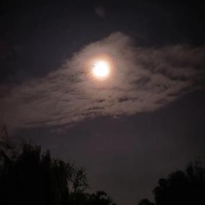 玫瑰（伴奏：吴炳文Cookie）