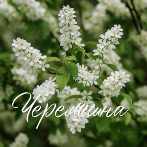 Черемшина