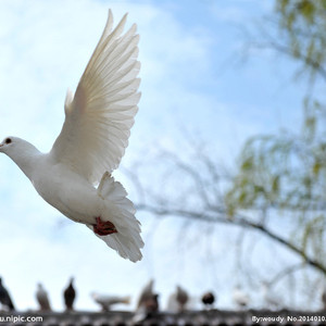 Dream Don't turn to Dust(30%)