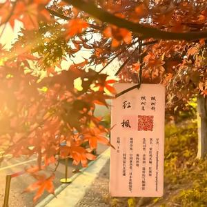 秋天的风他不曾见过桃花（1,1x）