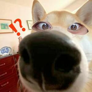 舔狗(Prod. by its3am)