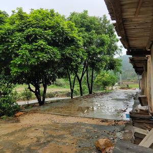 山寨情歌｜葫芦丝