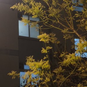 房间live