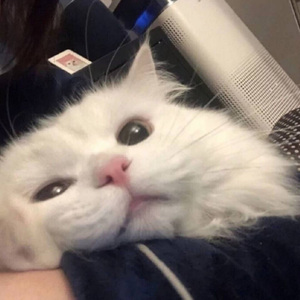 喜欢你没有假期（翻自 萌小新）