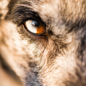 Legenden Der Nacht - "Die Heimat Der Vorfahren "