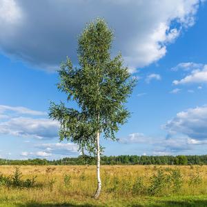 缓解身心疲劳（放松纯音乐）
