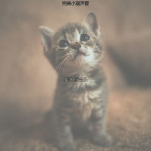 微妙的小猫心情