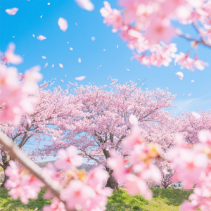 桜待ちの交差点