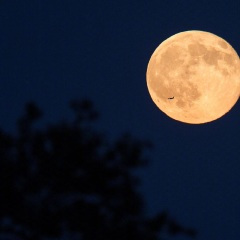 送给你晚安的歌