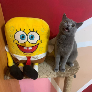 Рисунки