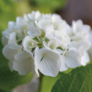 금잔화(yellow oxeye)