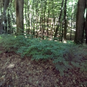 Wymioty Ludzi Ogladajacych TVP Info