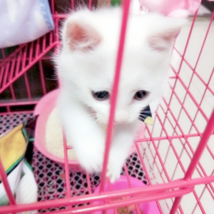 恋するフォーチュンクッキー（Cover AKB48）