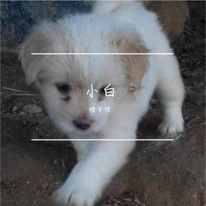 小白