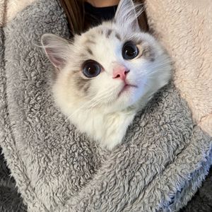 我好喜欢我的猫