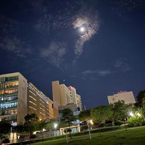 PANDA AT NIGHT