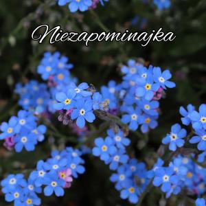 Niezapominajka