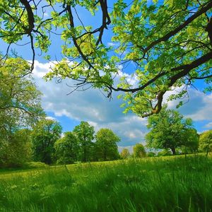 WilliE-樱花草 (2)（masa_dl remix）