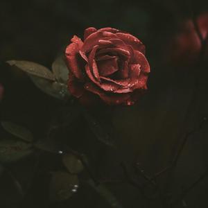 DJ Okawari-Luv Letter 钢琴版（Saint-Laurent remix）