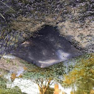 Disociado (dimensión)