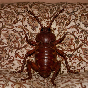 CUCARACHA
