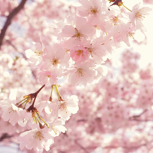 사랑이 가득한 봄날