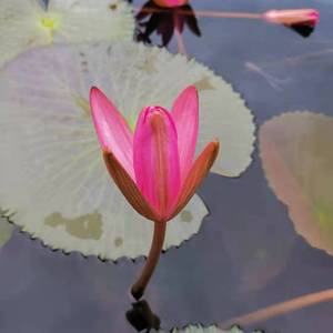 [手风琴] Коробейники 货郎（黑眼睛的姑娘）