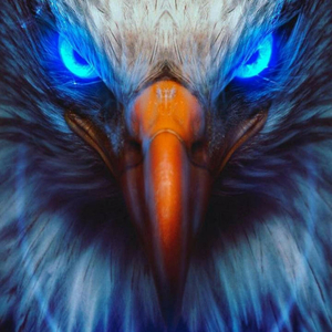 Eagle calling The American Icon