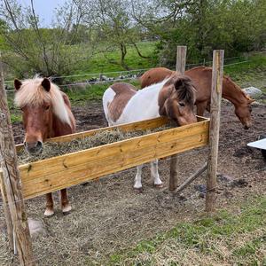Little horses (feat. Mathilda Sunnman & Linnéa Sunnman)