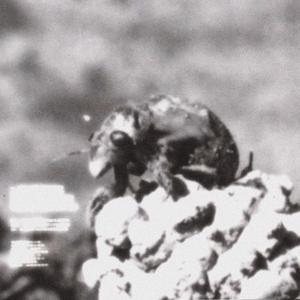 Ifrit