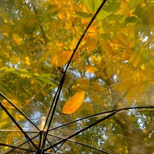 做自己的自由树