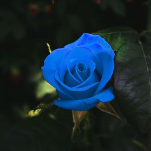 Second Guess