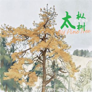 太枞树