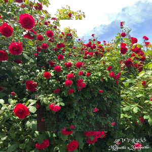 Мудрость и храбрость