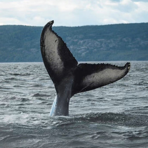 莫比乌斯号的船医