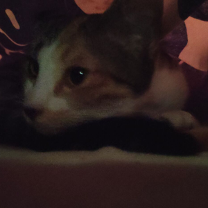 橙子-脆弱一分钟2024