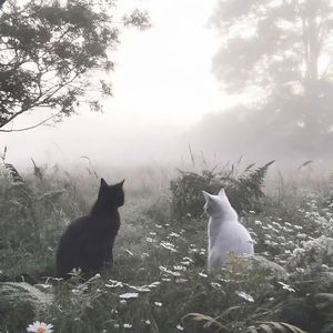 LIXI栖(Prod Daisy Beat)