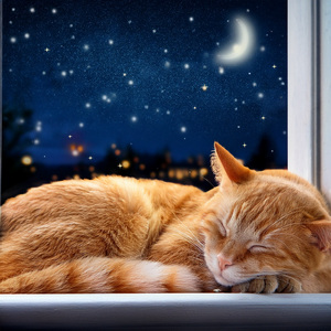 Melodías Tranquilas Para La Noche De Descanso De Los Gatos
