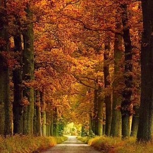 邓丽君-月亮代表我的心（成明 remix）