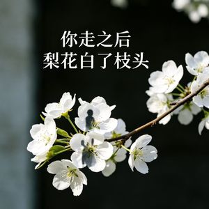 你走之后 梨花白了枝头