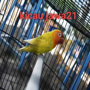 Pancingan Kenari Gacor Panjang Buat Masteran