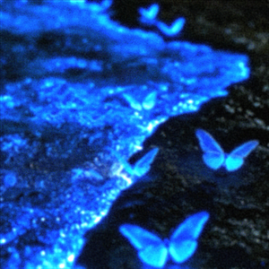 我的爱是被囚禁的蝴蝶