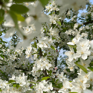 匆匆那年(女声 )
