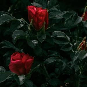 浪漫主义2.0（cover：姜云升）