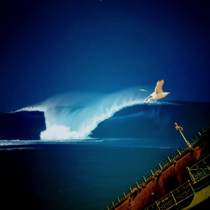 Haubentaucher (Original Mix)