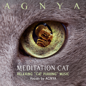 Meditation Cat Night (Cat Purring Meditation)