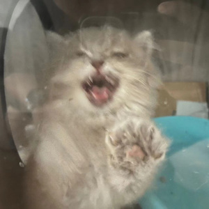 Lilith 2（翻唱）