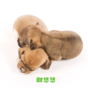 甜悠悠 (狗狗安抚)